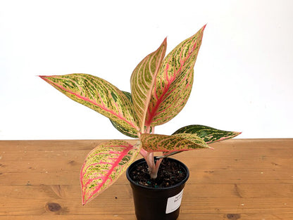 Aglaonema Red Legacy