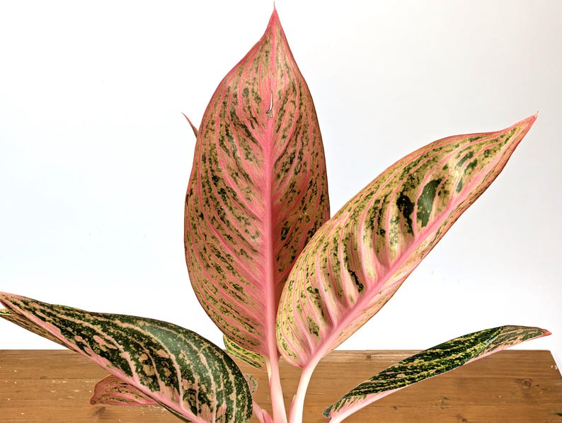Aglaonema Red Legacy