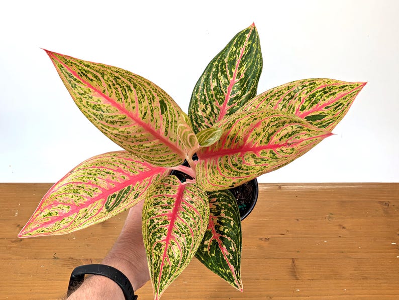Aglaonema Red Legacy