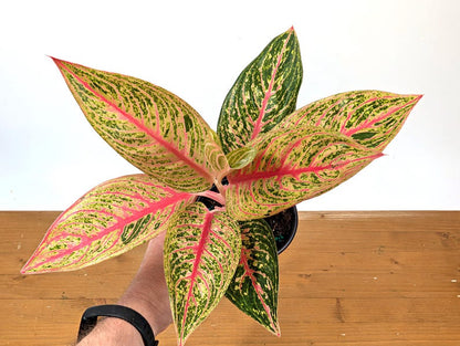 Aglaonema Red Legacy