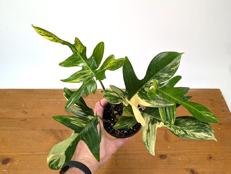 Philodendron Florida Beauty Variegated XL