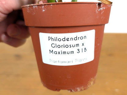 EXACT Philodendron Gloriosum x Maximum in 4 Inch Pot - One of a Kind