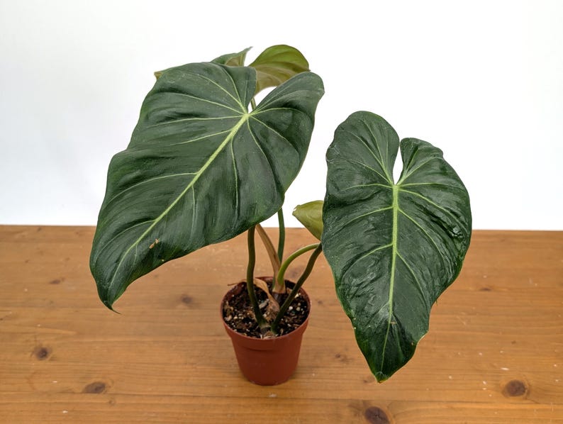 EXACT Philodendron Gloriosum x Maximum in 4 Inch Pot - One of a Kind