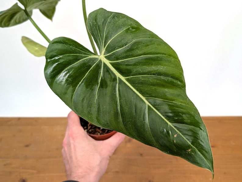 EXACT Philodendron Gloriosum x Maximum in 4 Inch Pot - One of a Kind