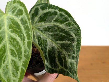 Anthurium Silver Blush Variegated Mint