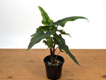 Alocasia tandurusa 'Jacklyn'