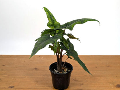 Alocasia Jacklyn