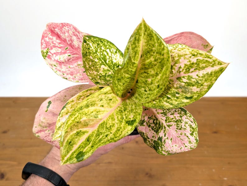 Aglaonema Mahasombat