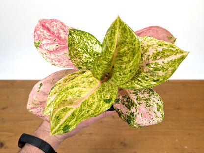 Aglaonema Mahasombat