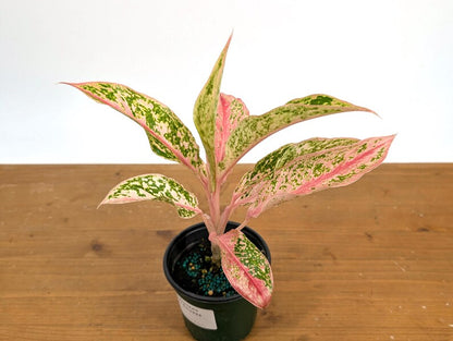 Aglaonema Pink Baramee