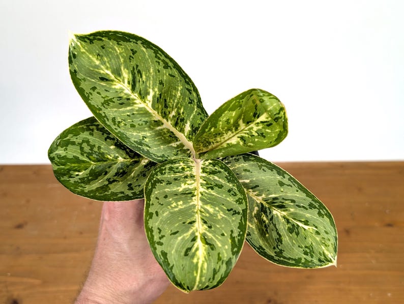 Aglaonema Green Papuma