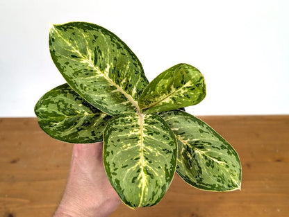 Aglaonema Green Papuma