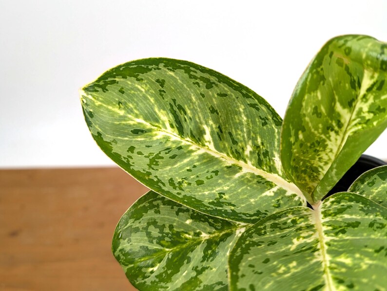 Aglaonema Green Papuma