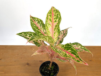 Aglaonema Platinum