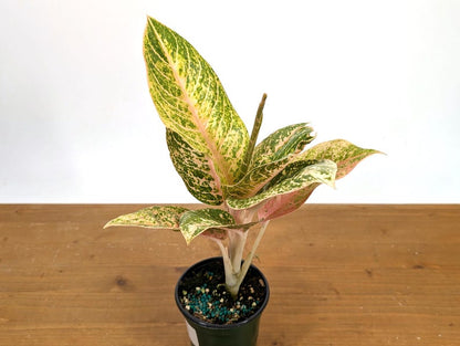 Aglaonema Harley Queen