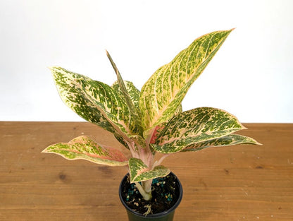 Aglaonema Harley Queen