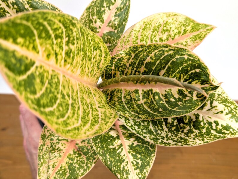 Aglaonema Harley Queen
