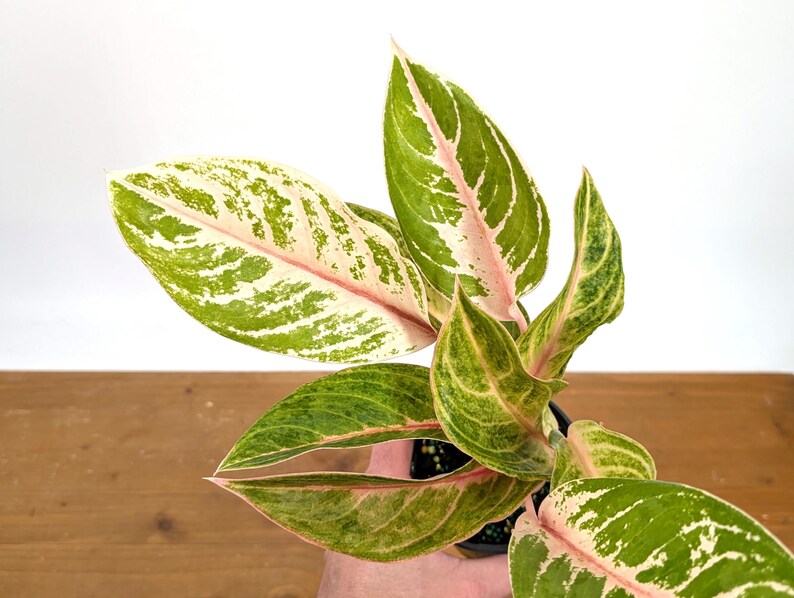 Aglaonema Baby Tiger