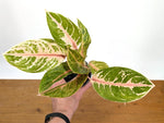 Aglaonema Baby Tiger