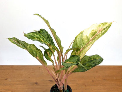 Aglaonema Chat Petch