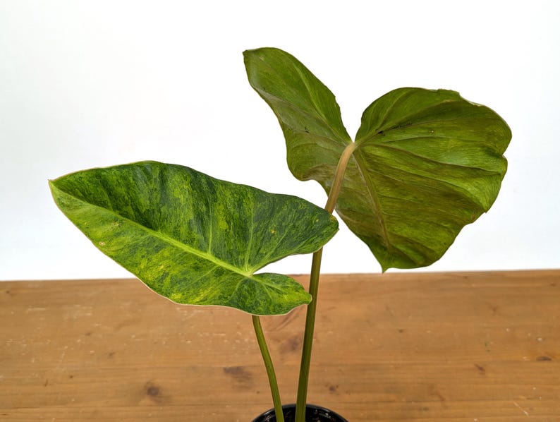 EXACT Philodendron El Choco x Billietiae Variegated