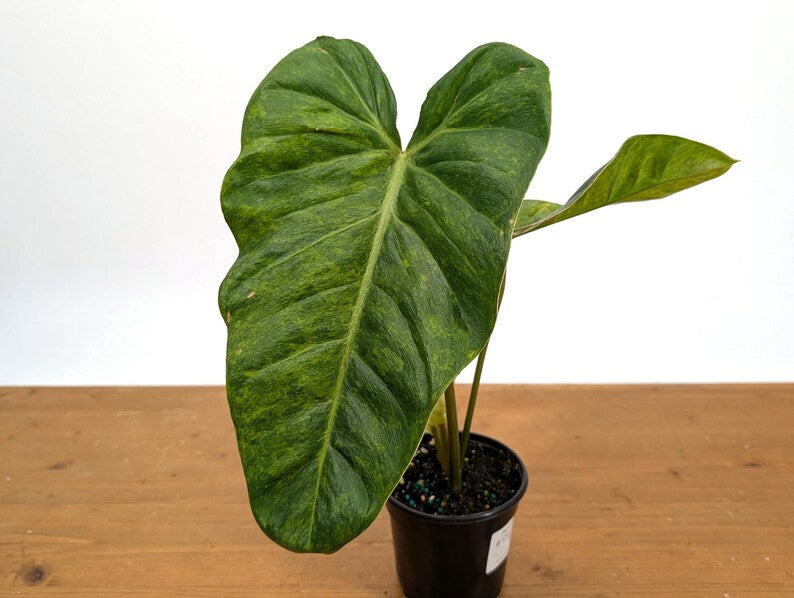 EXACT Philodendron El Choco x Billietiae Variegated