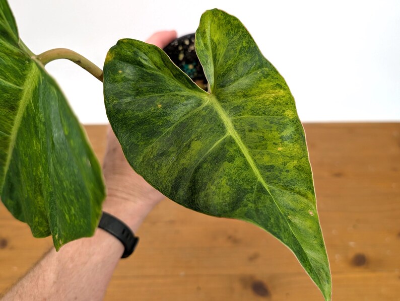 EXACT Philodendron El Choco x Billietiae Variegated