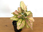 Aglaonema Cotton Candy