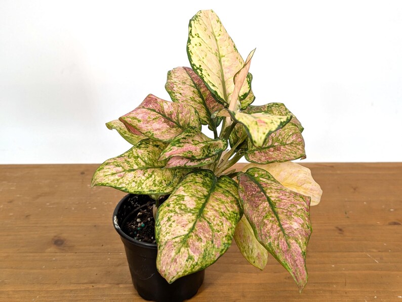 Aglaonema Cotton Candy