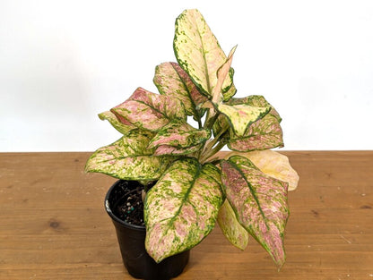 Aglaonema Cotton Candy