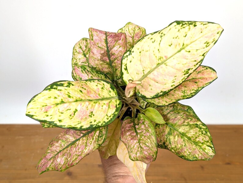 Aglaonema Cotton Candy