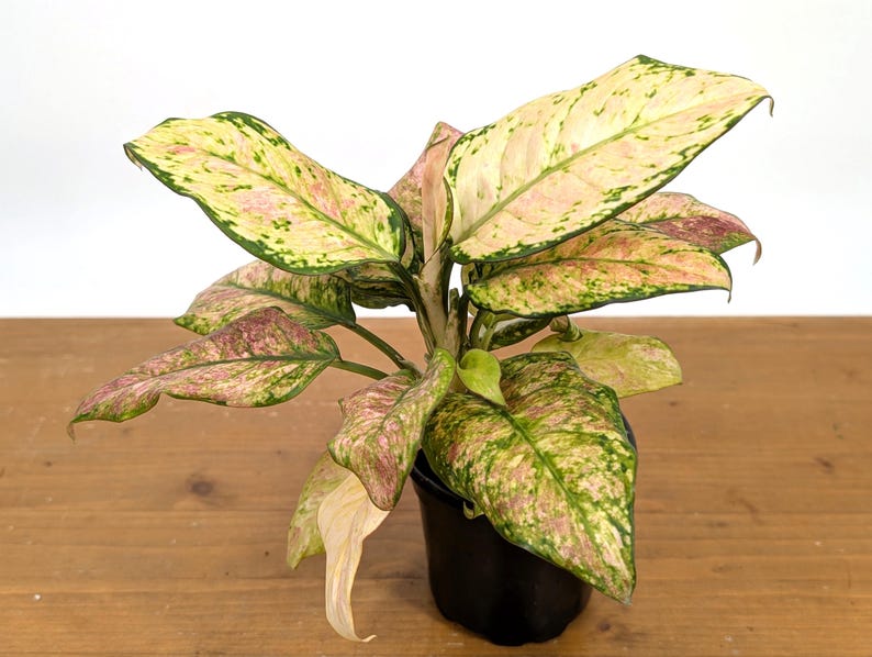 Aglaonema Cotton Candy