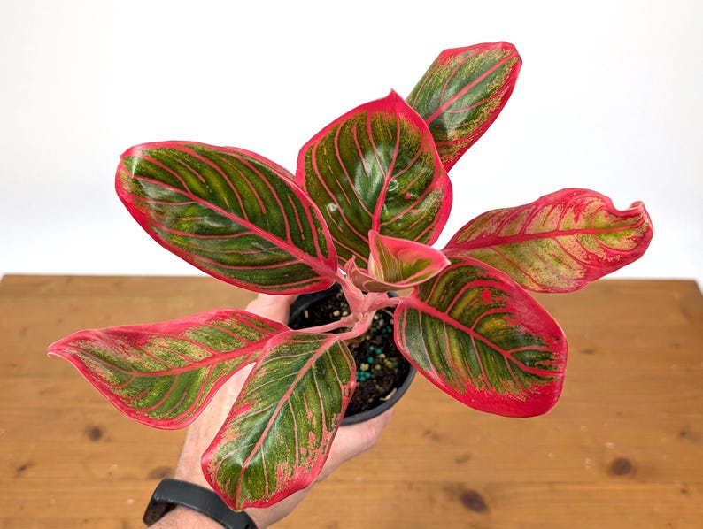 Aglaonema Khanaz Red
