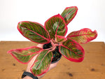 Aglaonema Khanaz Red