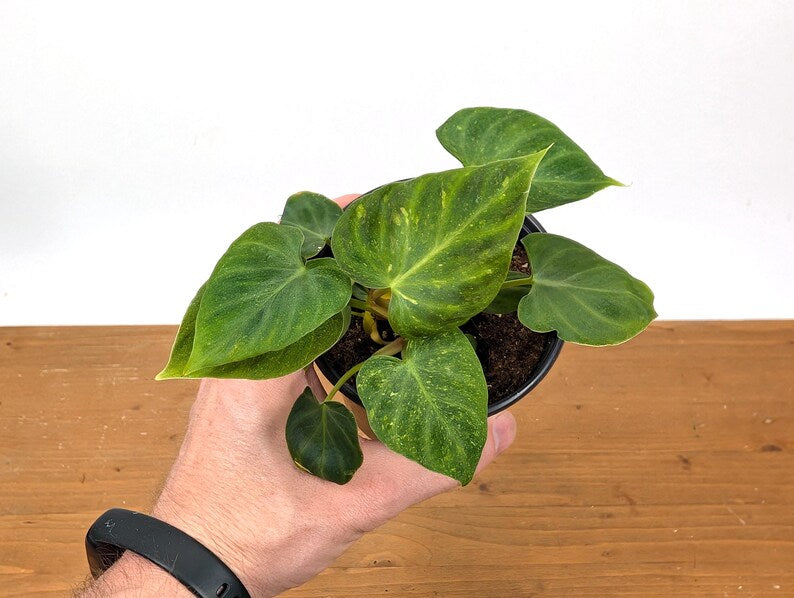 EXACT Variegated Philodendron Verrucosum 
