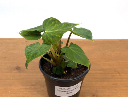 EXACT Variegated Philodendron Verrucosum 