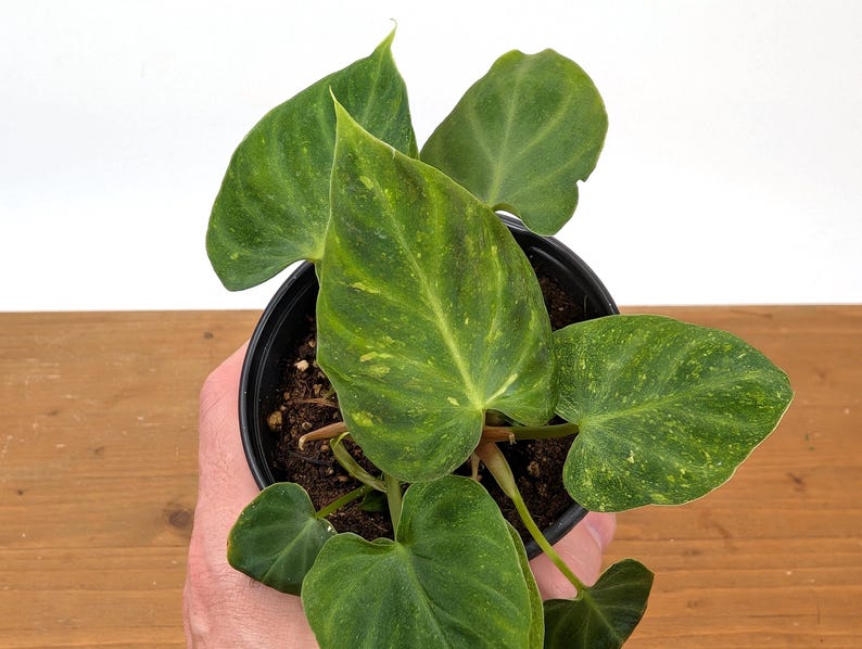 EXACT Variegated Philodendron Verrucosum 