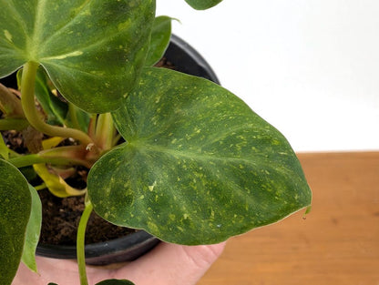 EXACT Variegated Philodendron Verrucosum 