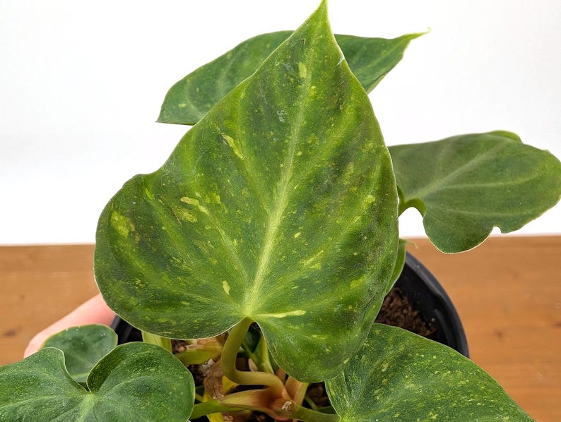 EXACT Variegated Philodendron Verrucosum 