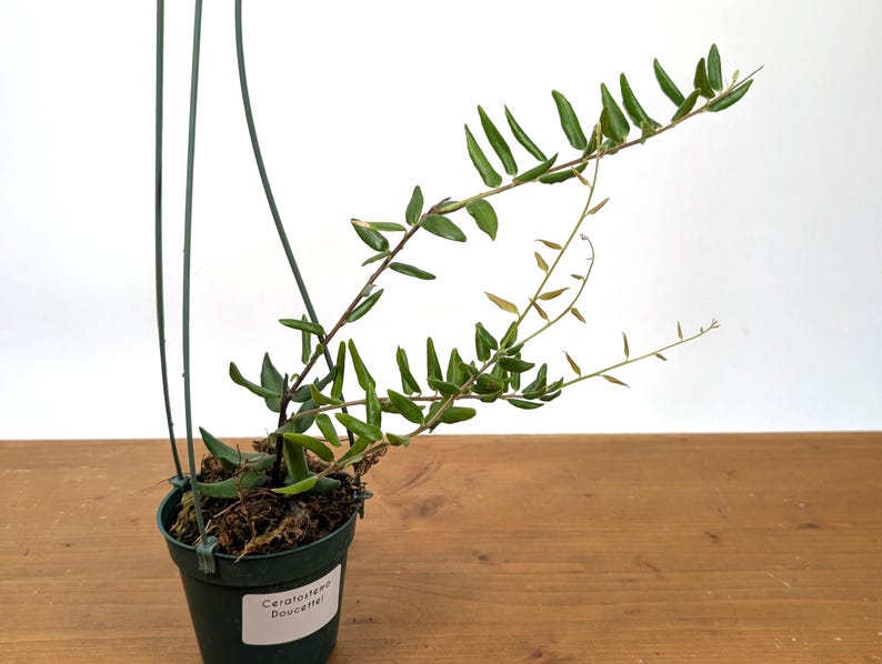 Ceratostema Doucettei