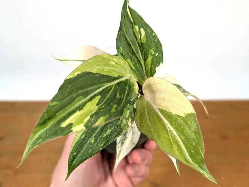 EXACT Philodendron Gloriosum Variegated Multiple Growth Points - HIGH COLOR - 4 Inch Pot - 