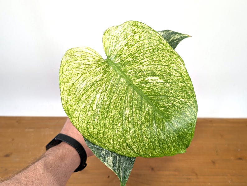 Monstera Full Mint - Exact Plant Pictured 4&quot; Pot
