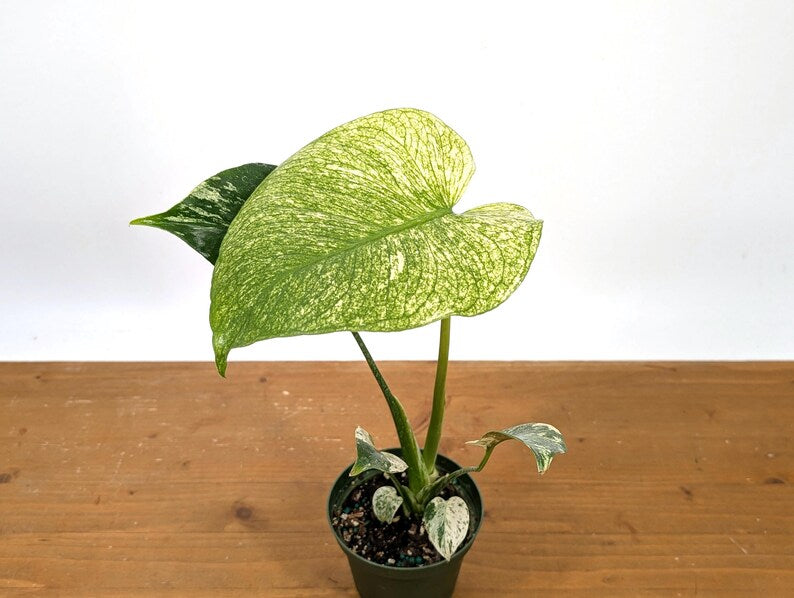 Monstera Full Mint - Exact Plant Pictured 4&quot; Pot