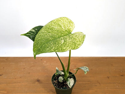 Monstera Full Mint - Exact Plant Pictured 4&quot; Pot