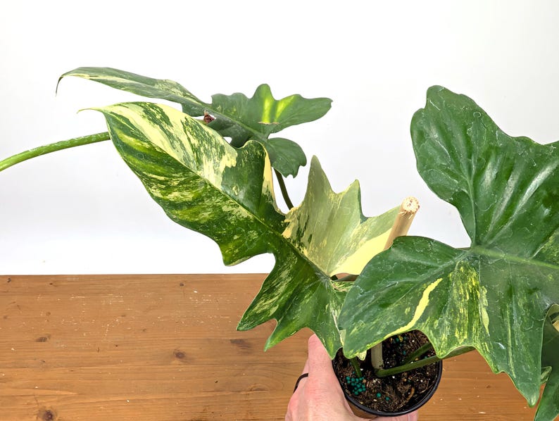 Philodendron Florida Beauty x Mayoi - Exact Plant 