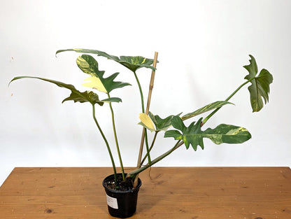 Philodendron Florida Beauty x Mayoi - Exact Plant 