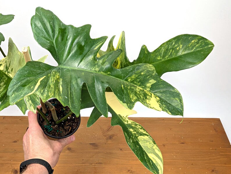 Philodendron Florida Beauty x Mayoi - Exact Plant 