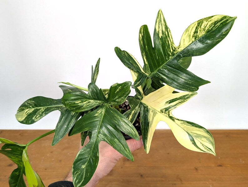 Philodendron Pedatum Variegated - Exact Plant 