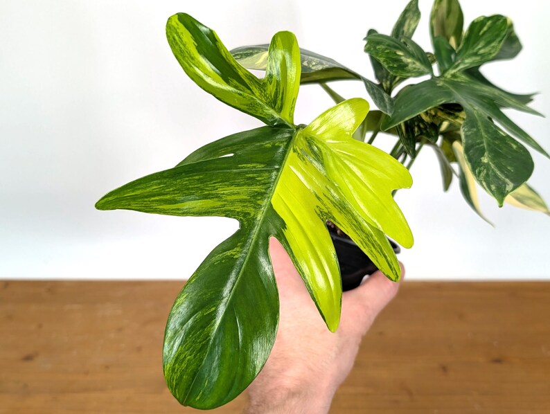 Philodendron Pedatum Variegated - Exact Plant 