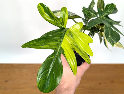 Philodendron Pedatum Variegated - Exact Plant 